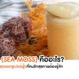 บทความ_ซีมอส (Sea Moss) คืออะไร? ทำไมถึงเป็นสุดยอดซูเปอร์ฟู้ดที่คนรักสุขภาพต้องรู้จัก?